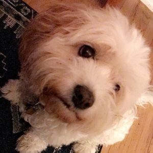 Meet your Posher, Charlotte